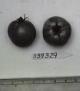 Click for 1 image(s) for this accession. FRUIT
